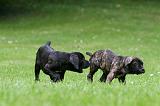 CANE CORSO 1176